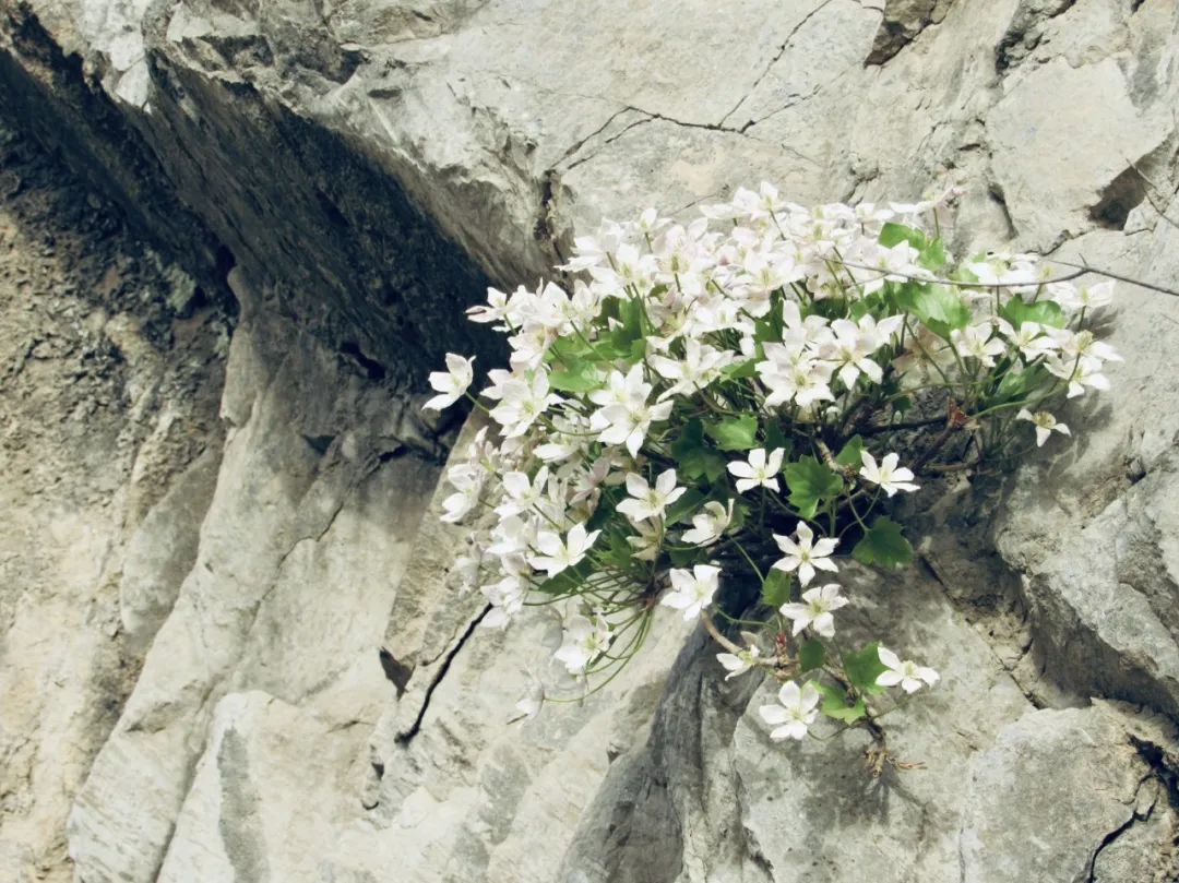 “左翼斯密”与“右翼斯密”的启示