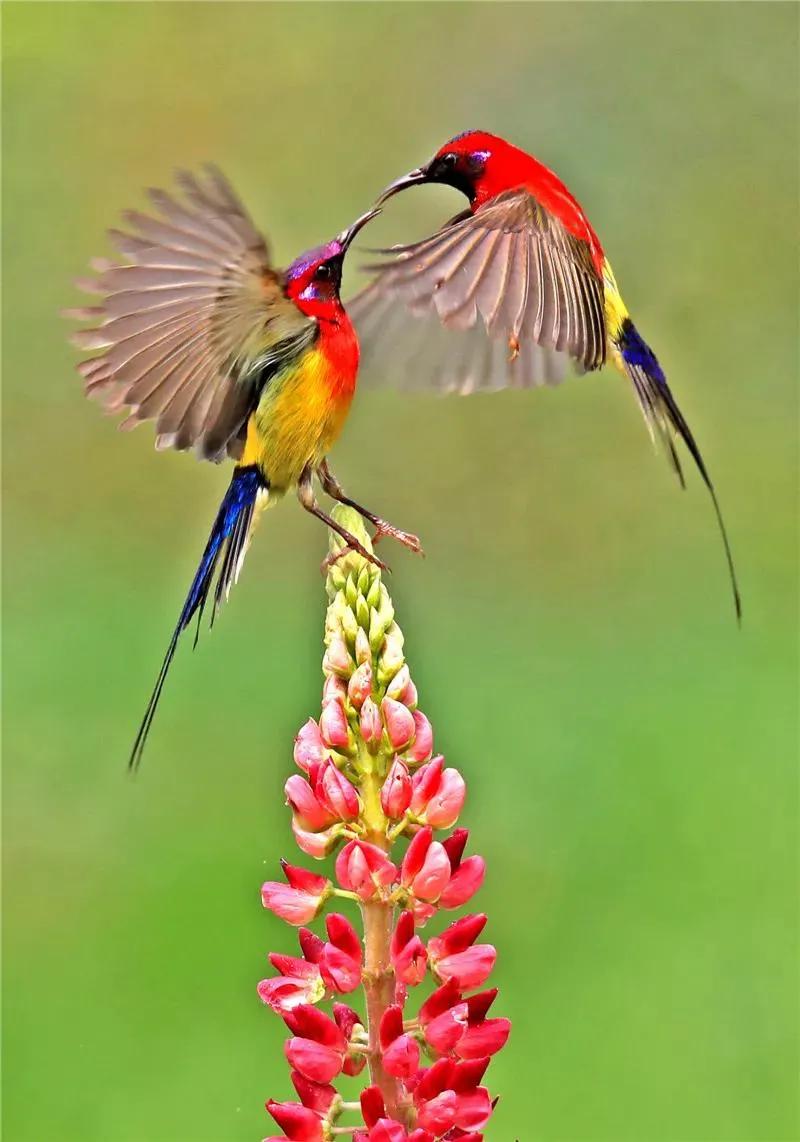 太阳鸟花的图片,太阳鸟精彩图片