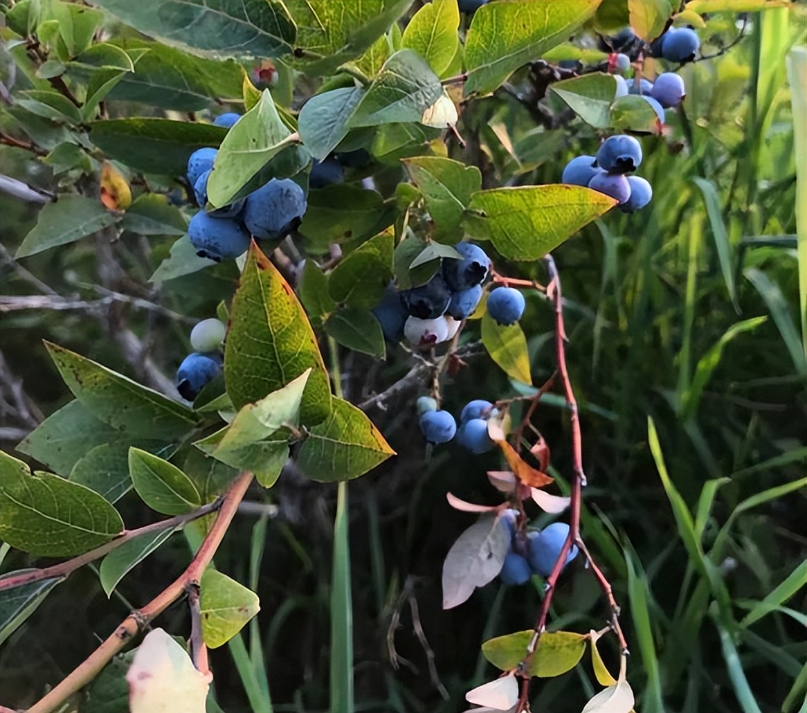 涓浗缇庡コ鍐滃満,涓浗濂冲啘鍦轰富