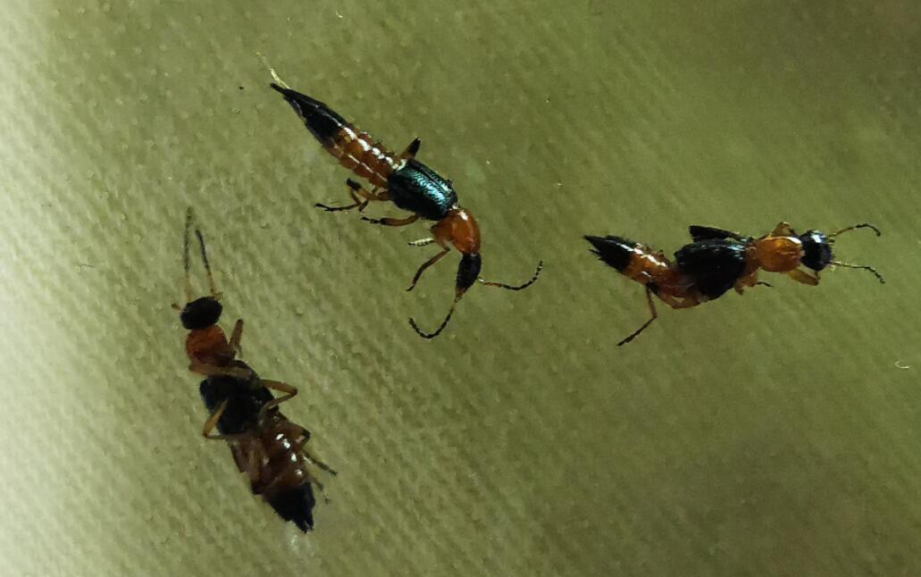 杀隐翅虫的杀虫剂在哪里买,隐翅虫应该用什么驱除