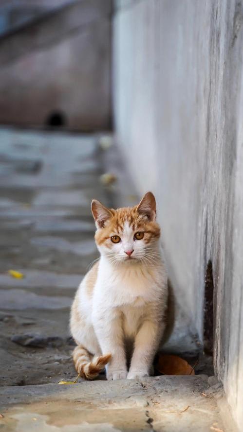 洋猫土猫差距有多大网友太真实了,土猫和宠物猫品相的区别