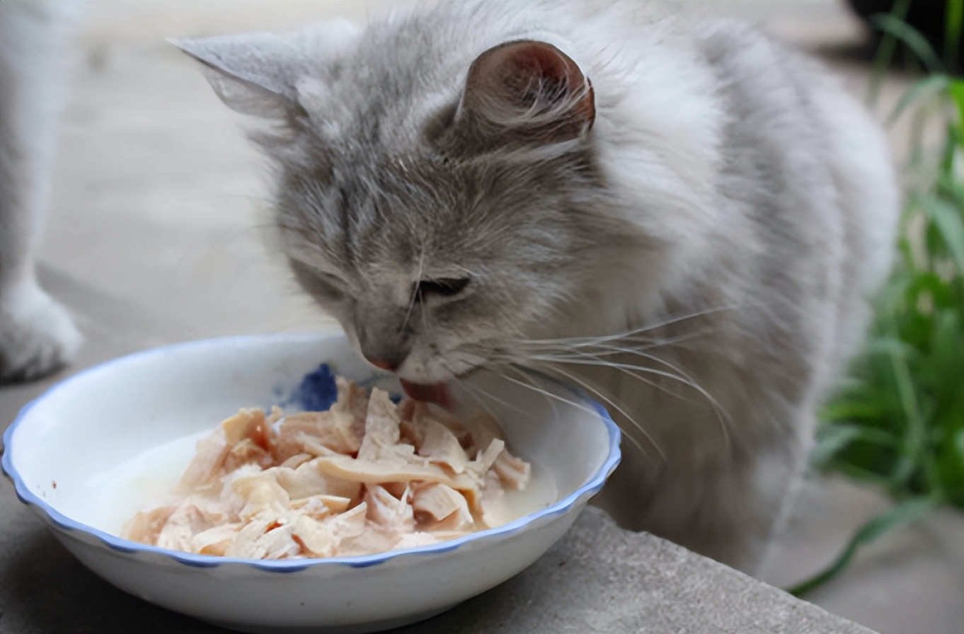 猫皮肤检查,猫皮肤疾病图片