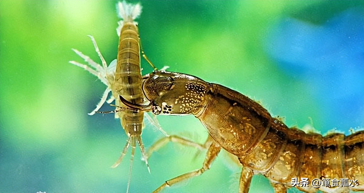 龙虱和水龟虫图片,龙虱幼虫水蜈蚣药用价值