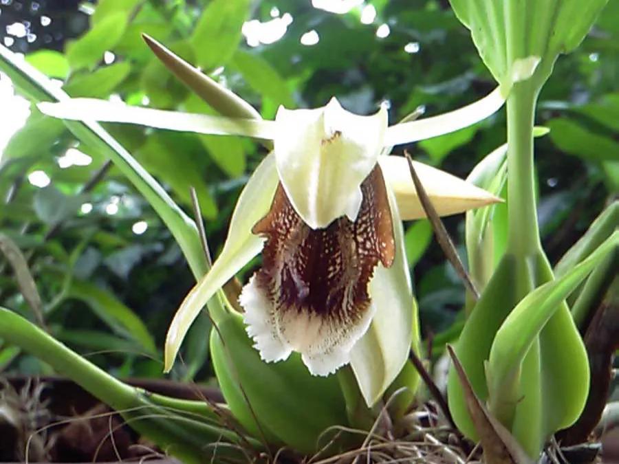 美得令人惊艳的花,世上最美的十种花样子