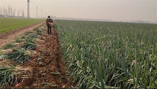 先来几千斤！大象新闻搭建助农通道，爱心人士奔向焦作武陟田间买葱