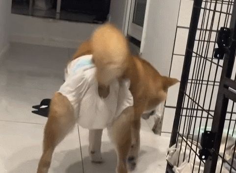 母狗也会来月经吗,狗也会来大姨妈吗