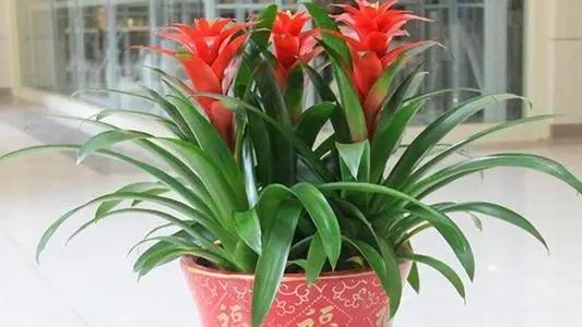 琚獥浜嗕竴娆″氨寰堥毦鎵惧洖鏉ヤ簡,琚獥鍚庤姳浜嗕竴骞磋蛋鍑烘潵