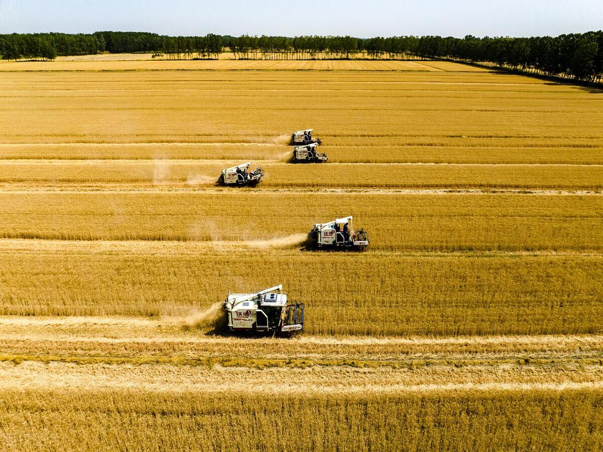23年的小麦还能有小反弹吗,小麦年底有反弹的吗