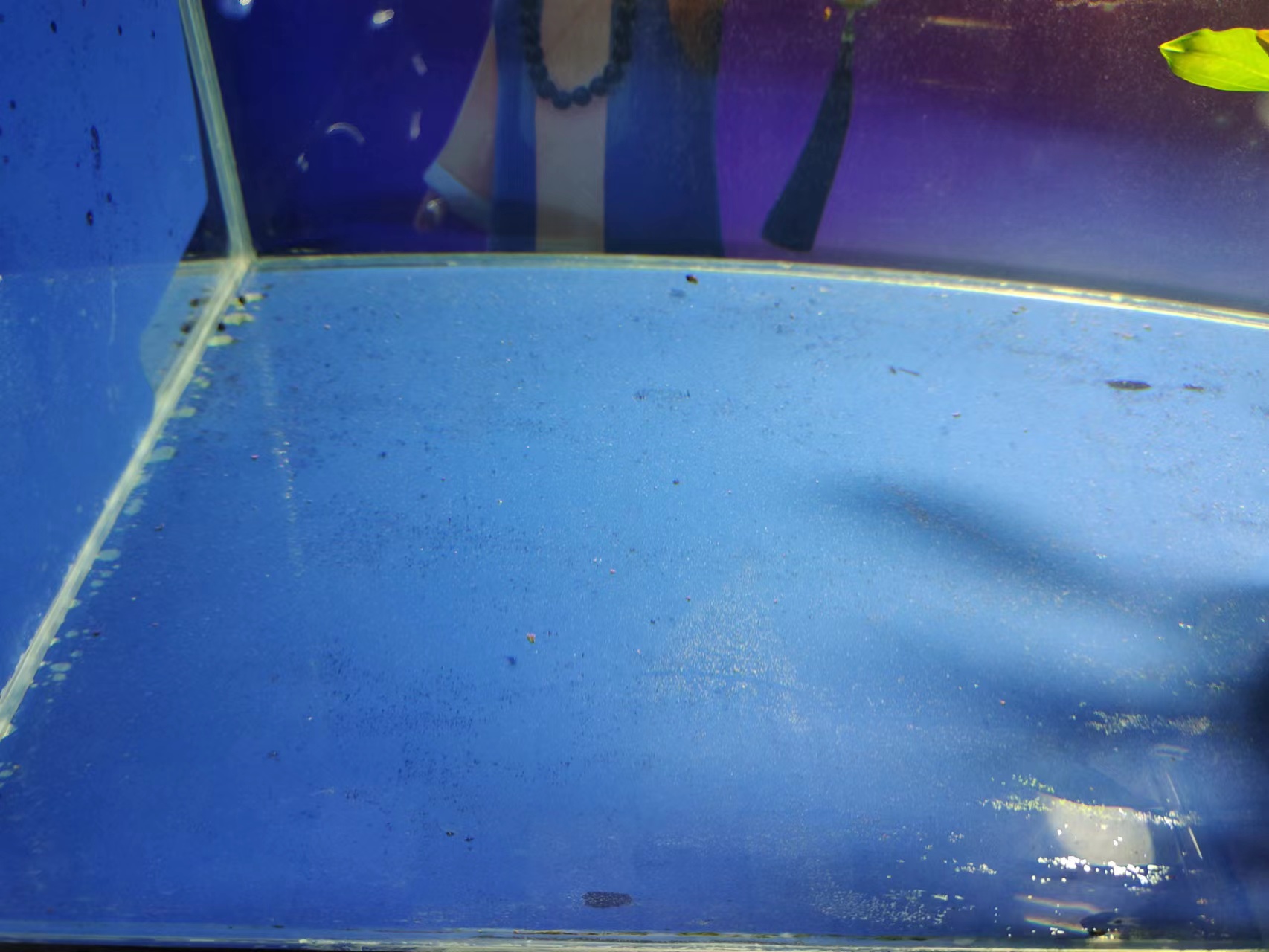 怎么防止鱼缸爆胶,鱼缸内部玻璃胶发霉