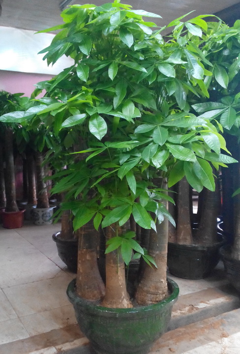 家居必备的几款高颜值中大型绿植,40款超治愈的家居绿植