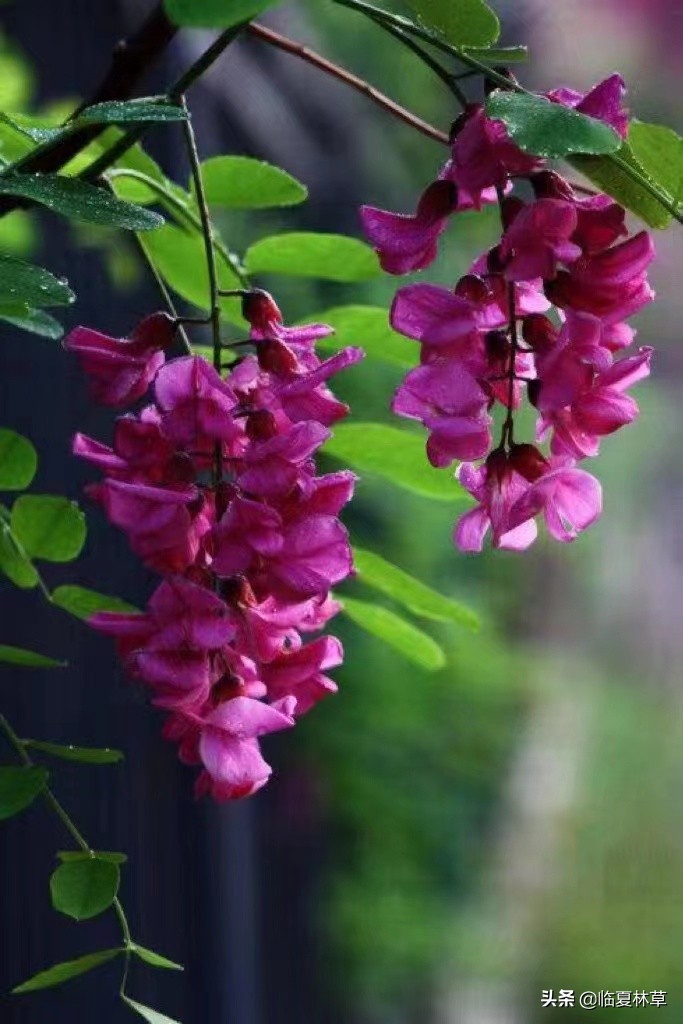 【临夏林草文化】科普篇‖千树万树槐花开，浮香一路到天涯