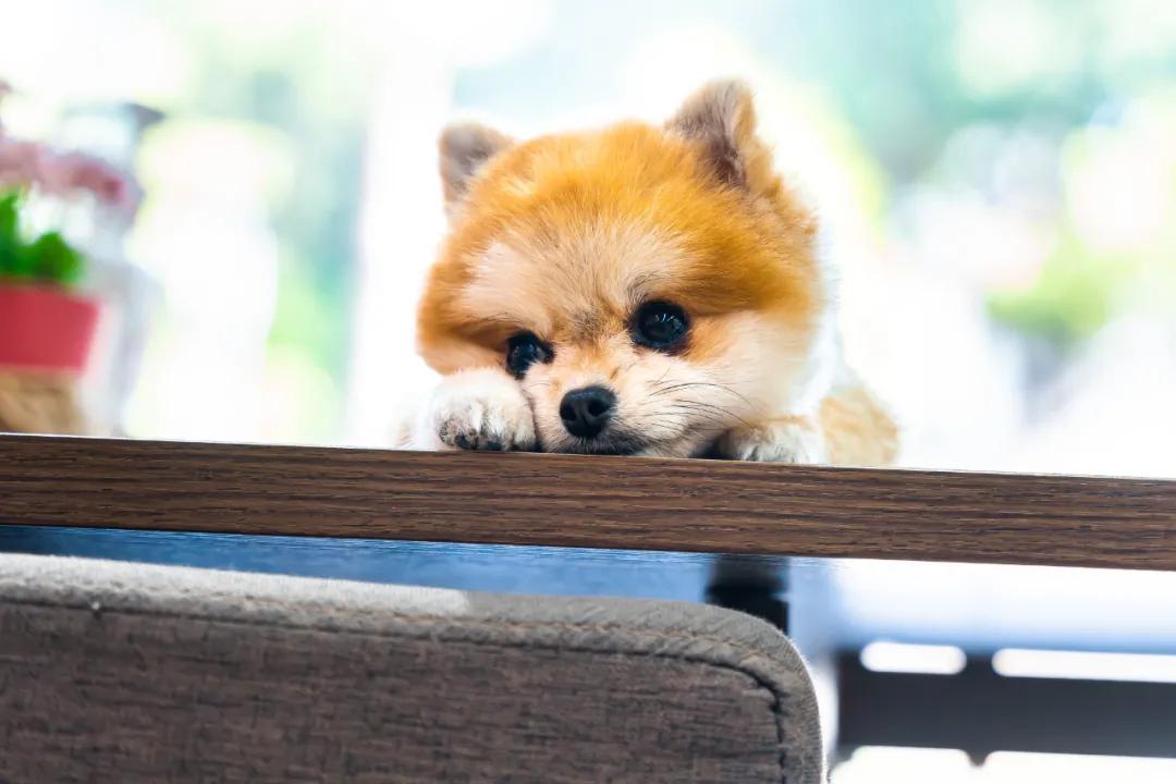 深圳探访宠物店,深圳最好的宠物街