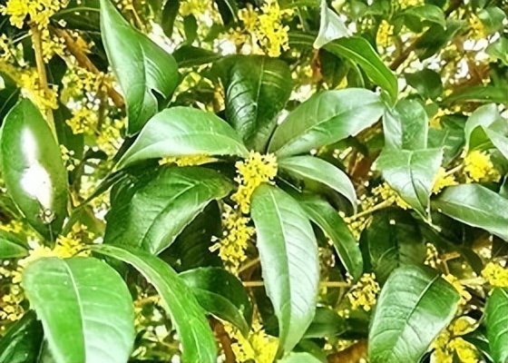 花百科蟹爪兰怎么养才好,花百万傲娇美