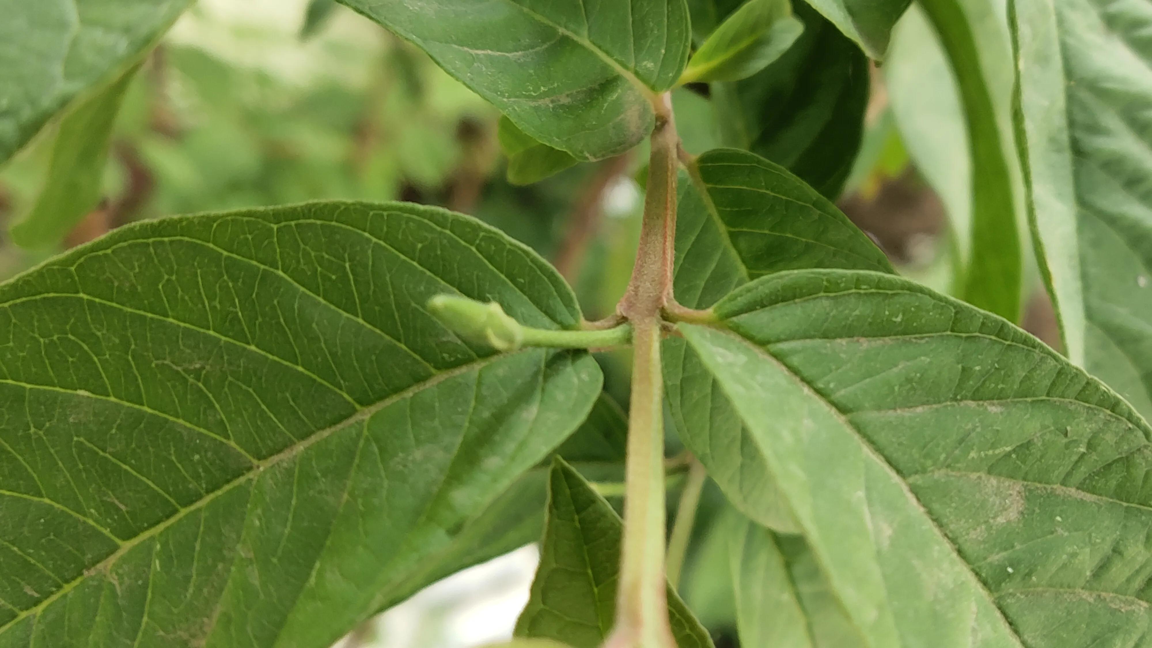 番石榴只开花不结果怎么处理,番石榴开花到结果成熟要多长时间