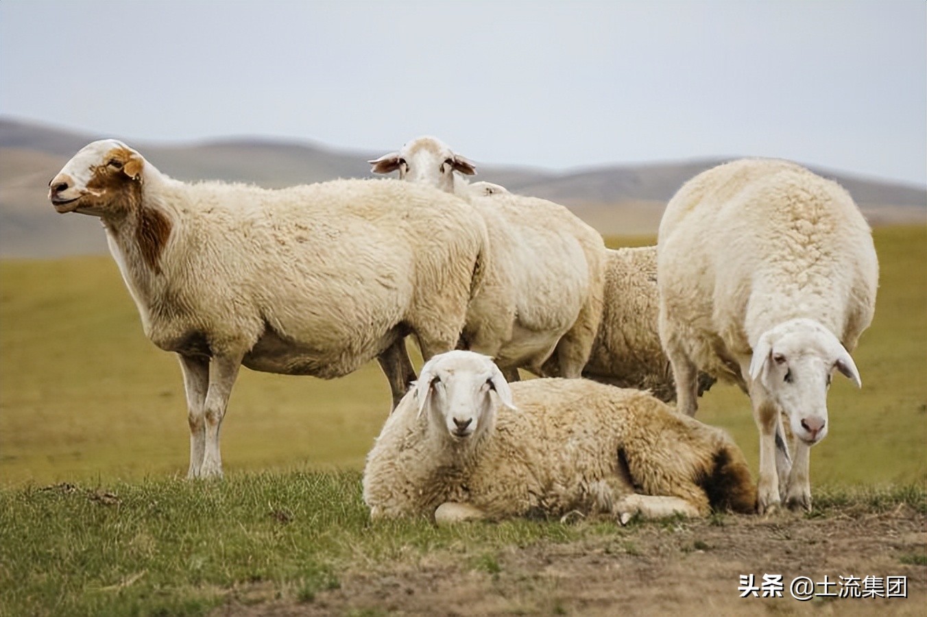 2022养羊补贴,养羊补贴需要达到什么条件