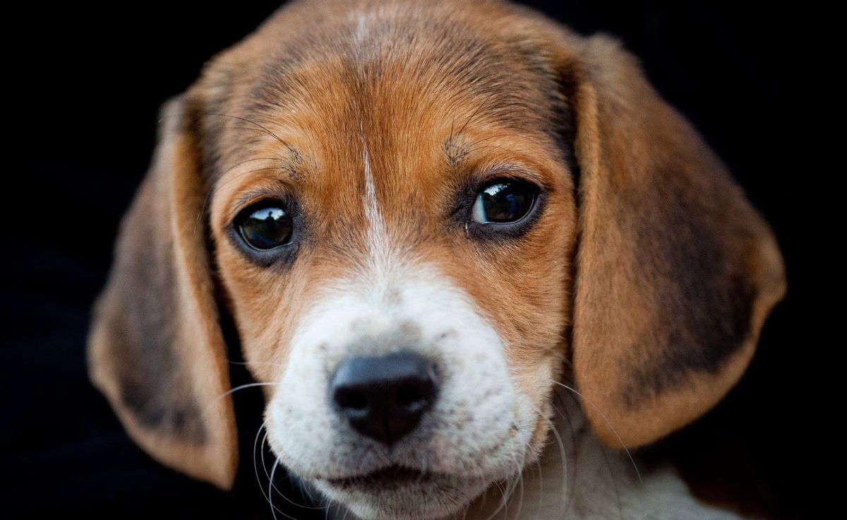 狗狗看家行为纠正方法,刚把狗狗接回家怎么养