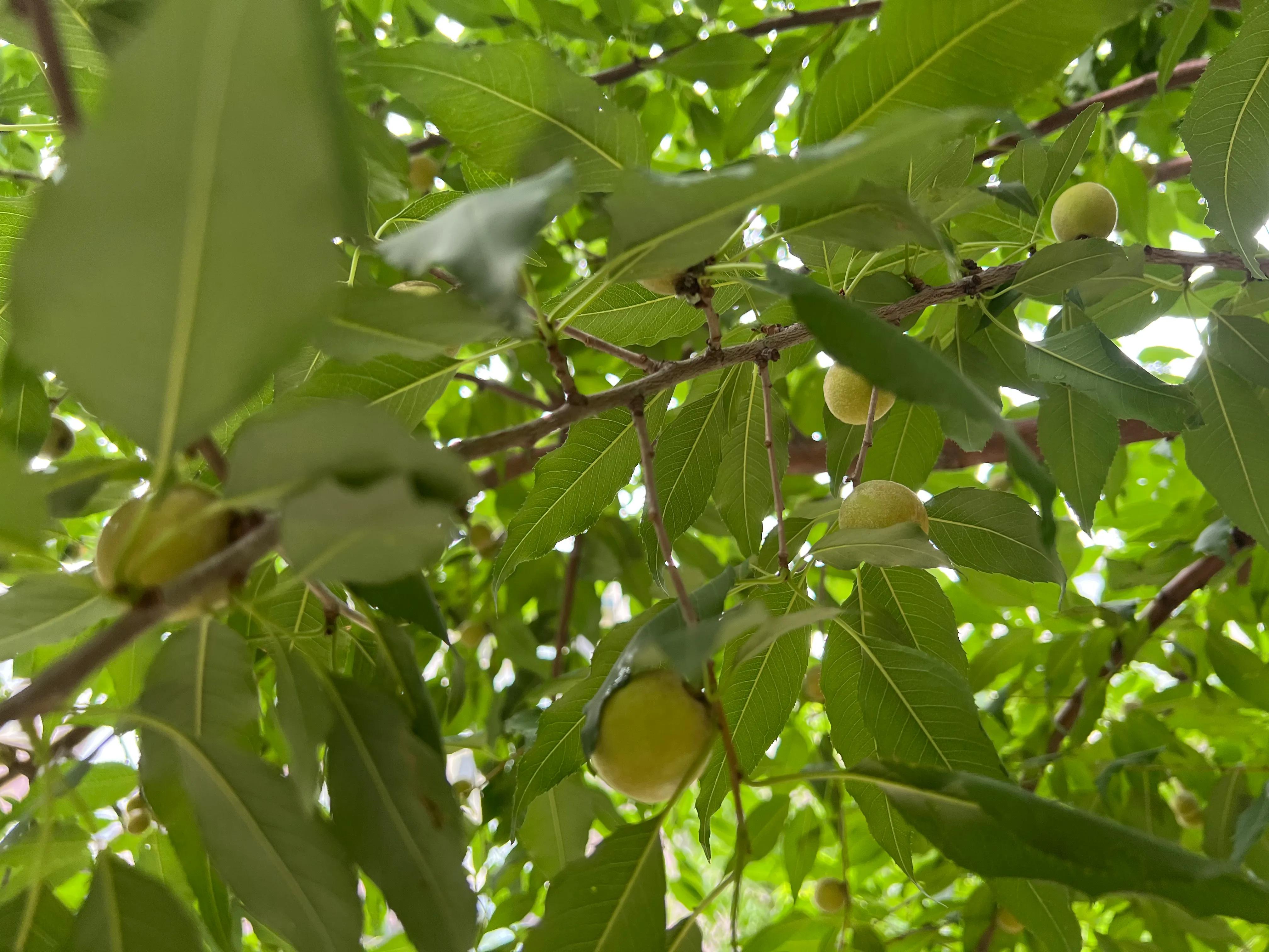 桃核手串保健,桃核手串原料