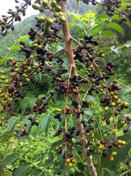 农村常见野生植物你都认识吗,农村常见植物野果