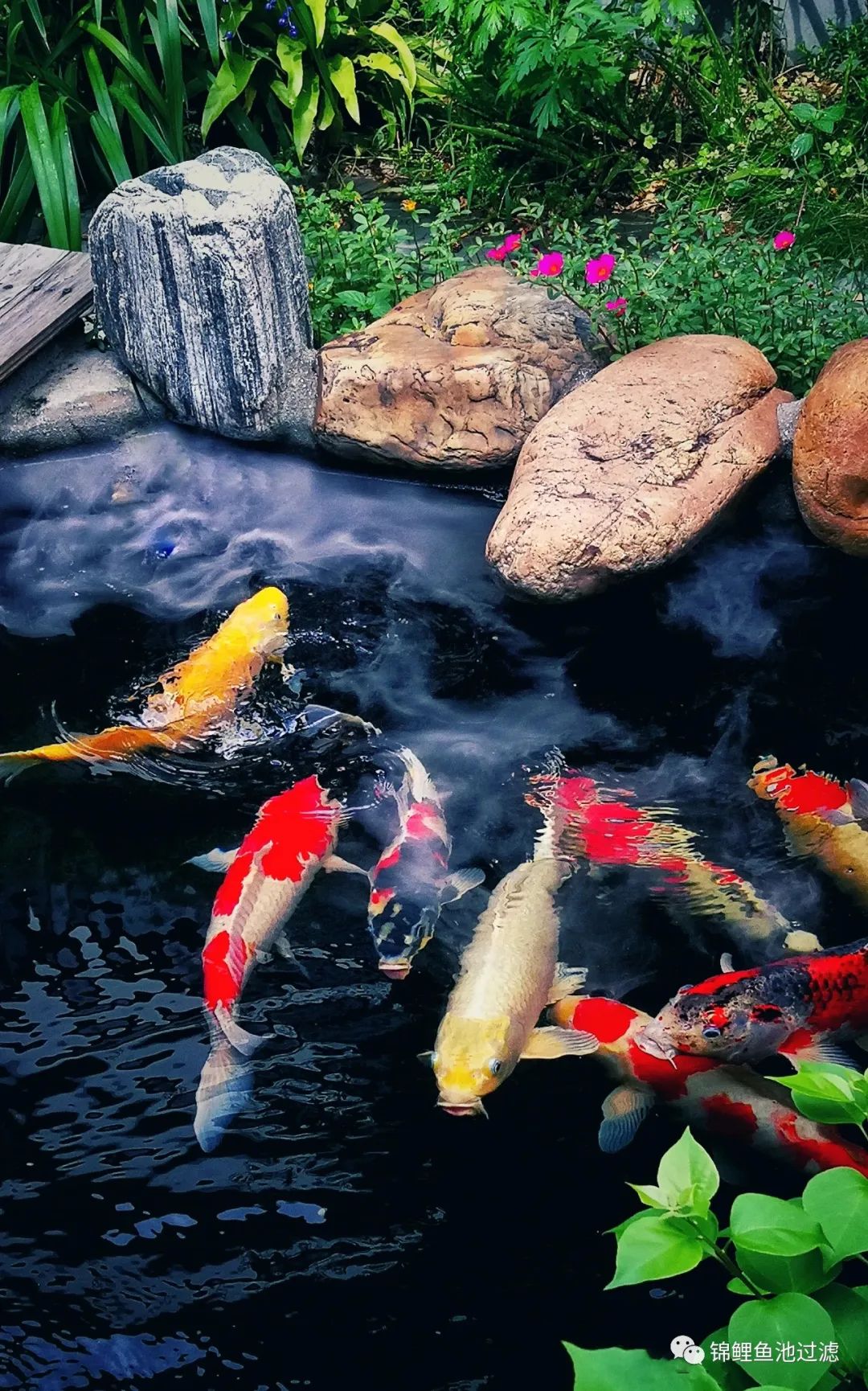 水色宜居的利弊,水色和水质是什么意思