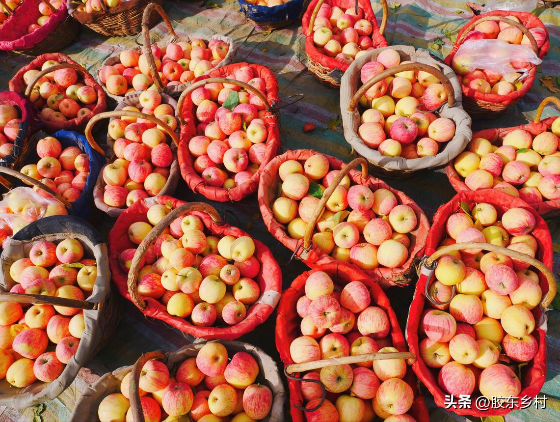 秋月梨滞销求助,苹果梨为什么市场上没有了