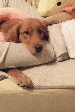 我家狗以为它是我亲生的,我家的狗以为自己是亲生的