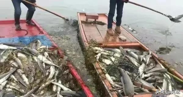 放生是否为了求功德,放生塘鲺的功德