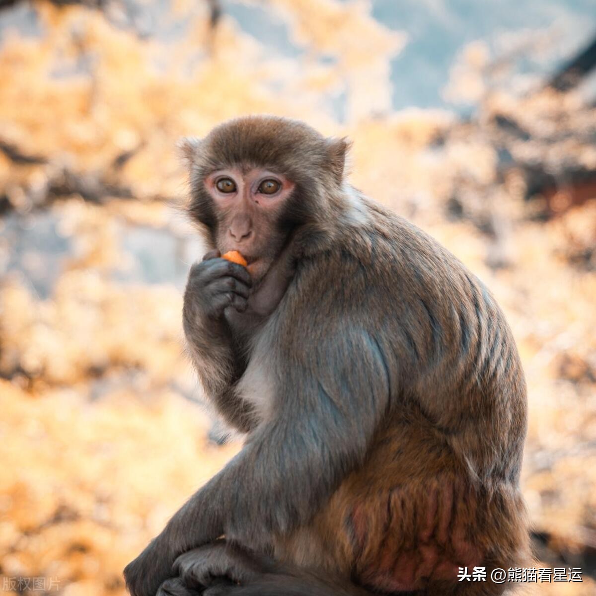 生肖猴的人聪明伶俐,2024年属猴的有哪些吉星和凶星