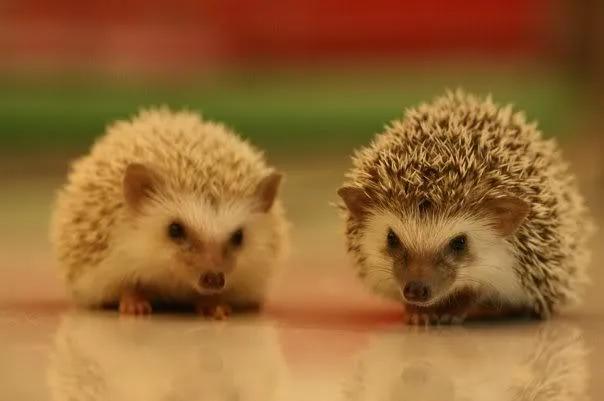 十大新晋新奇萌宠，您了解多少？