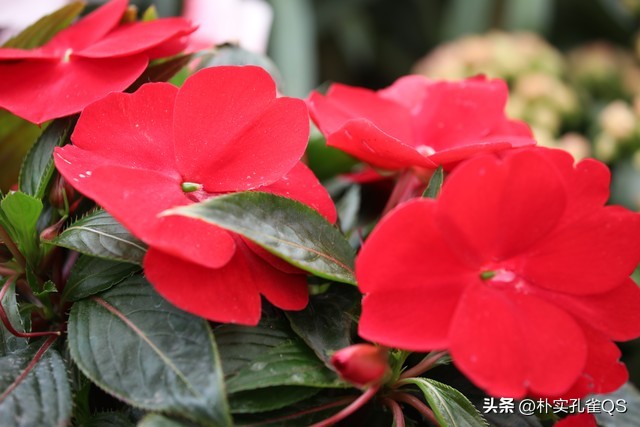 凤仙花指甲笔官方旗舰店,凤仙花歌曲