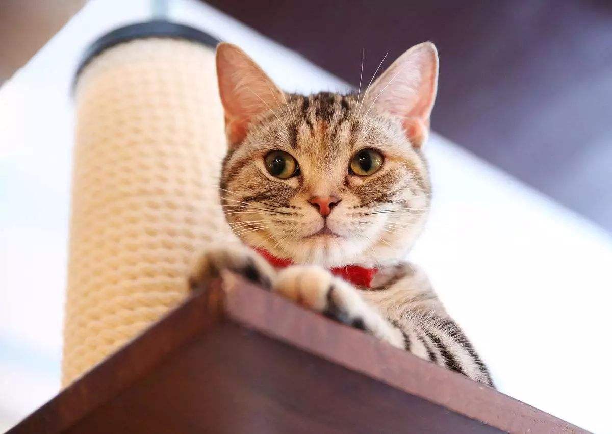 养猫好物大合集精致养猫日常,养猫平替产品