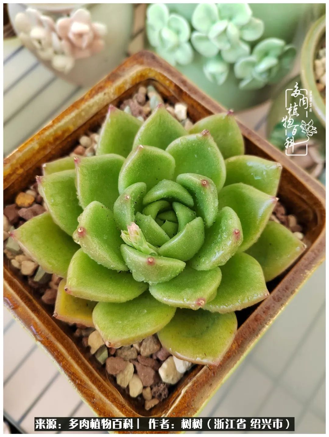 又临寒冬，暖阳下携手肉肉赏姹紫嫣红！