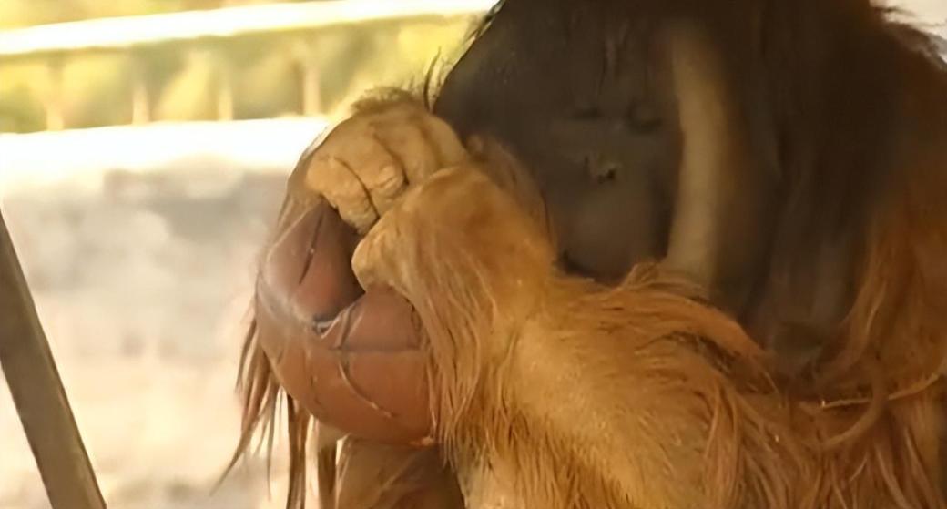 大猩猩减肥,红毛大猩猩减肥