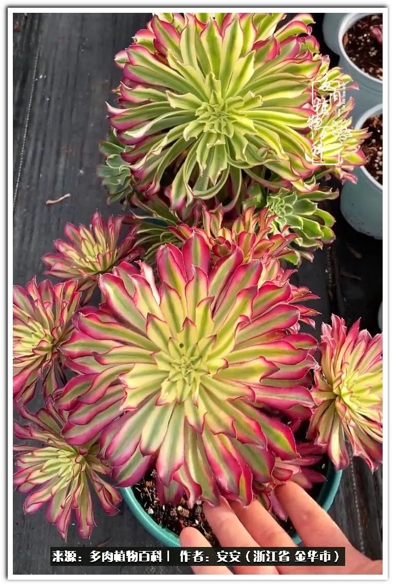 多肉法师花卉品种大全,多肉法师为什么叫法师