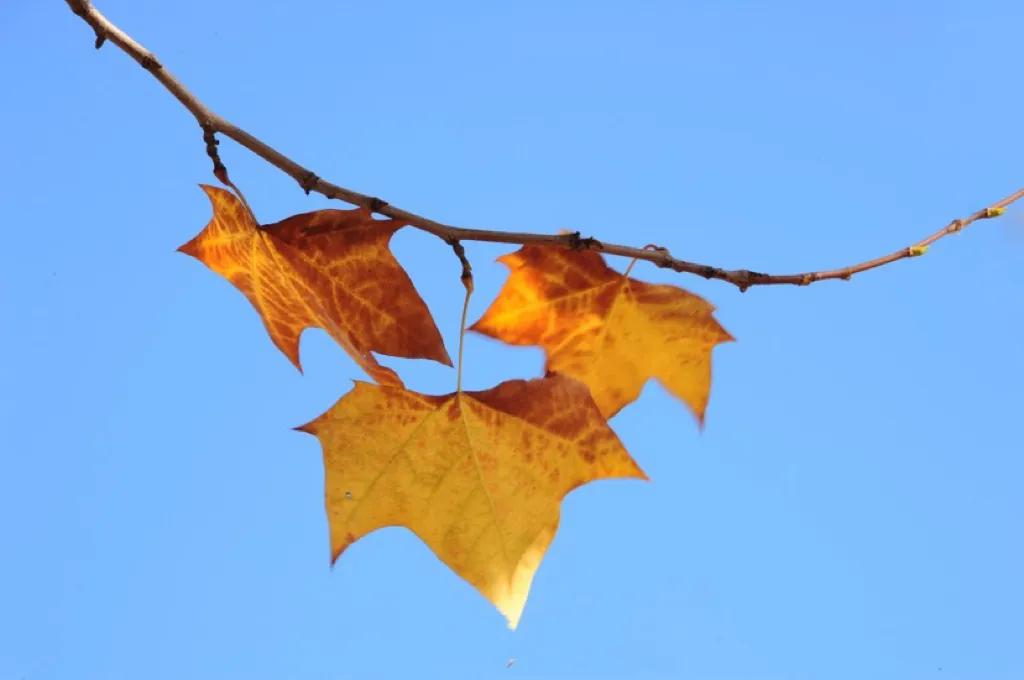 怀念秋天里的悬玲木