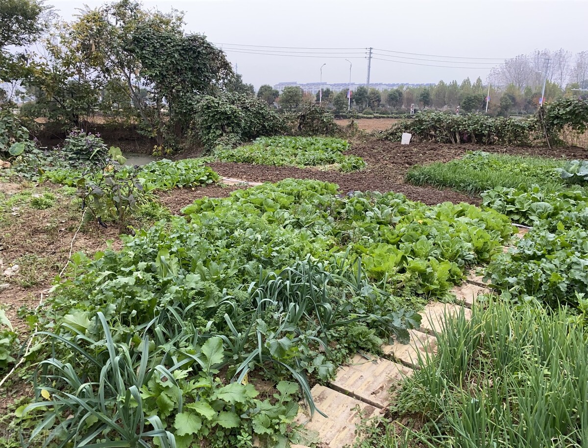 它是长寿乡的“吉祥果”，清肺更养肺，百岁老人经常用它泡水喝