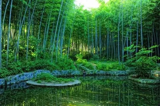 南京春游推荐石塘竹海景区,南京石塘竹海怪坡