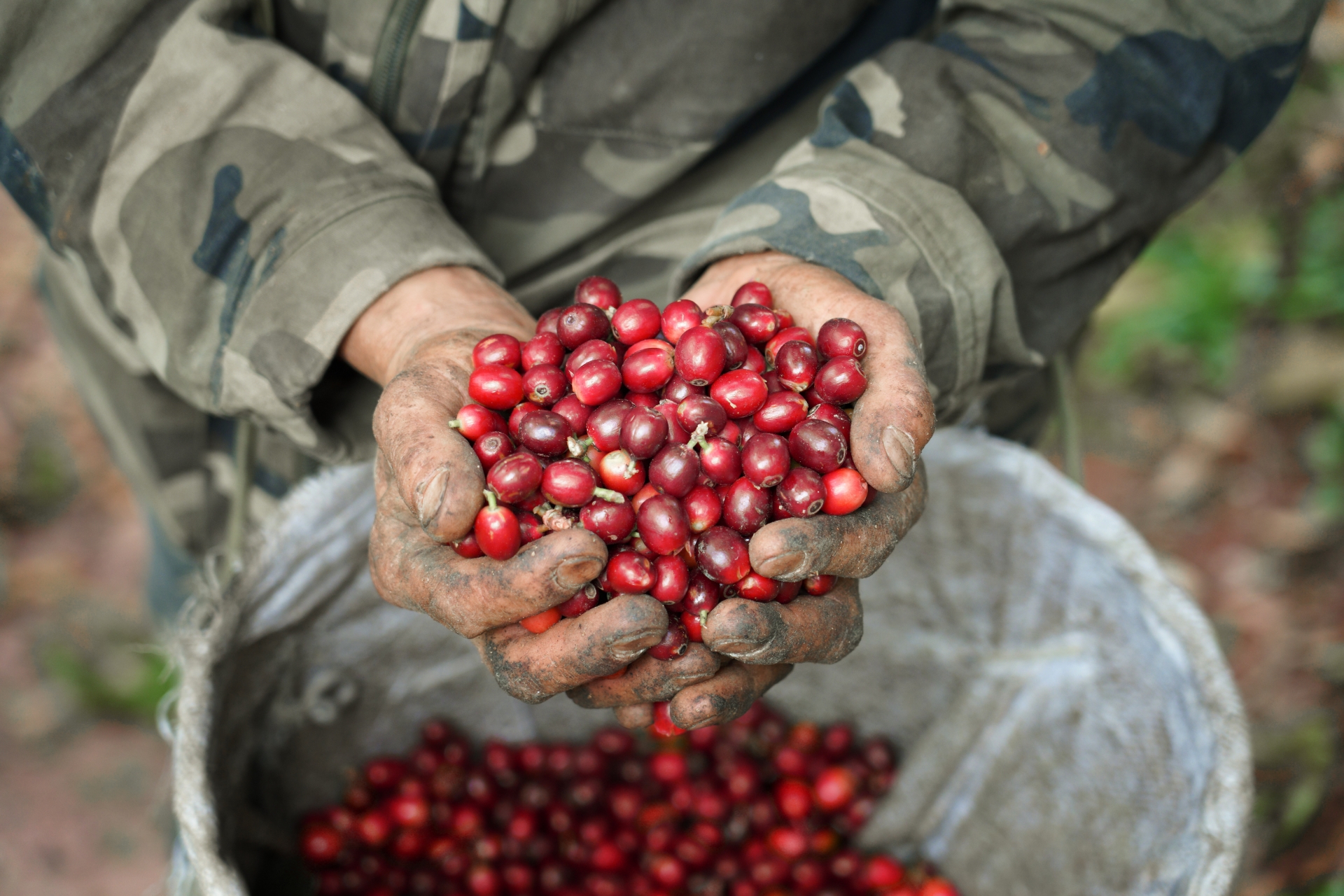 观云台丨云南咖啡是否“香精豆”？我们采访了8位资深从业者……