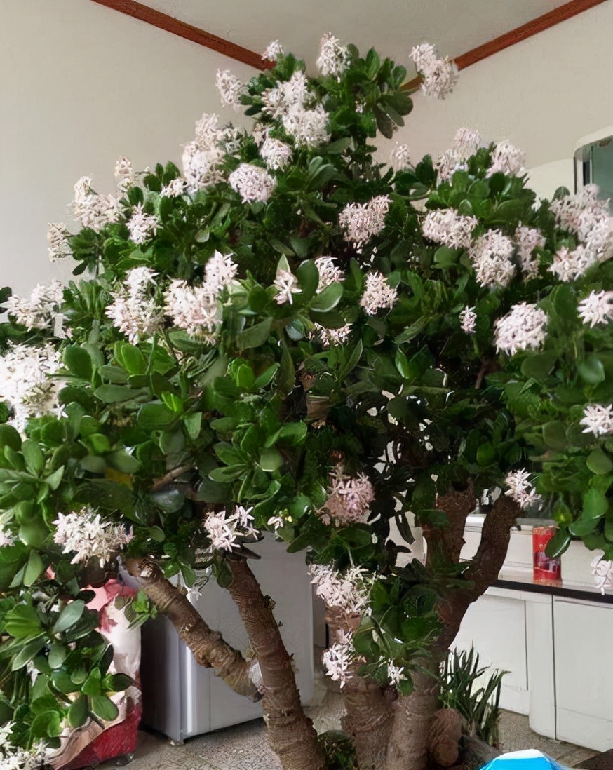 养在家里富贵花有哪些品种,盆栽富贵花怎么种植最好