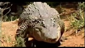 这是真的吗？当人被鳄鱼追赶时，z字型逃跑能快速摆脱鳄鱼