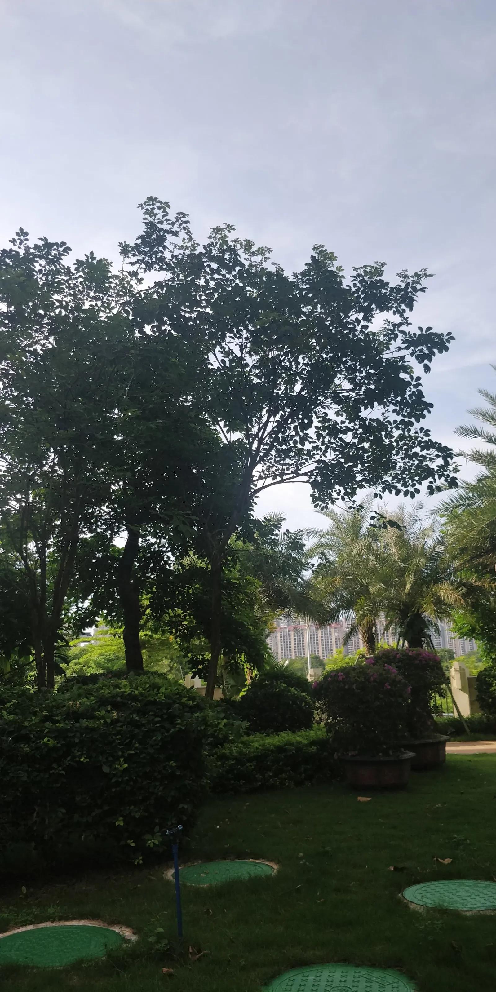 《夏天，去海南避暑》八我是个抡锄农民，也是位有点迂腐的读书人