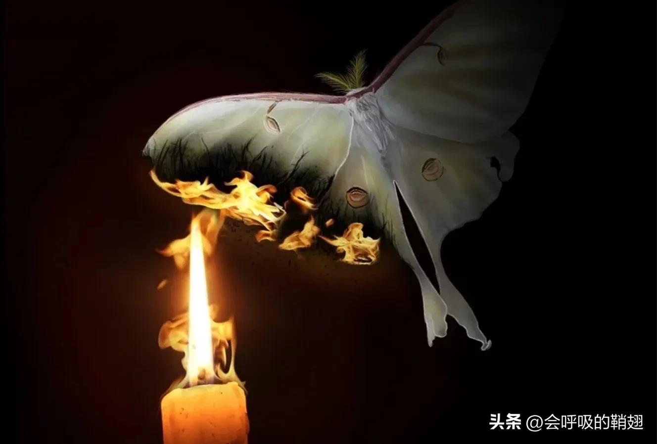 蛾类图谱,蛾类昆虫图谱