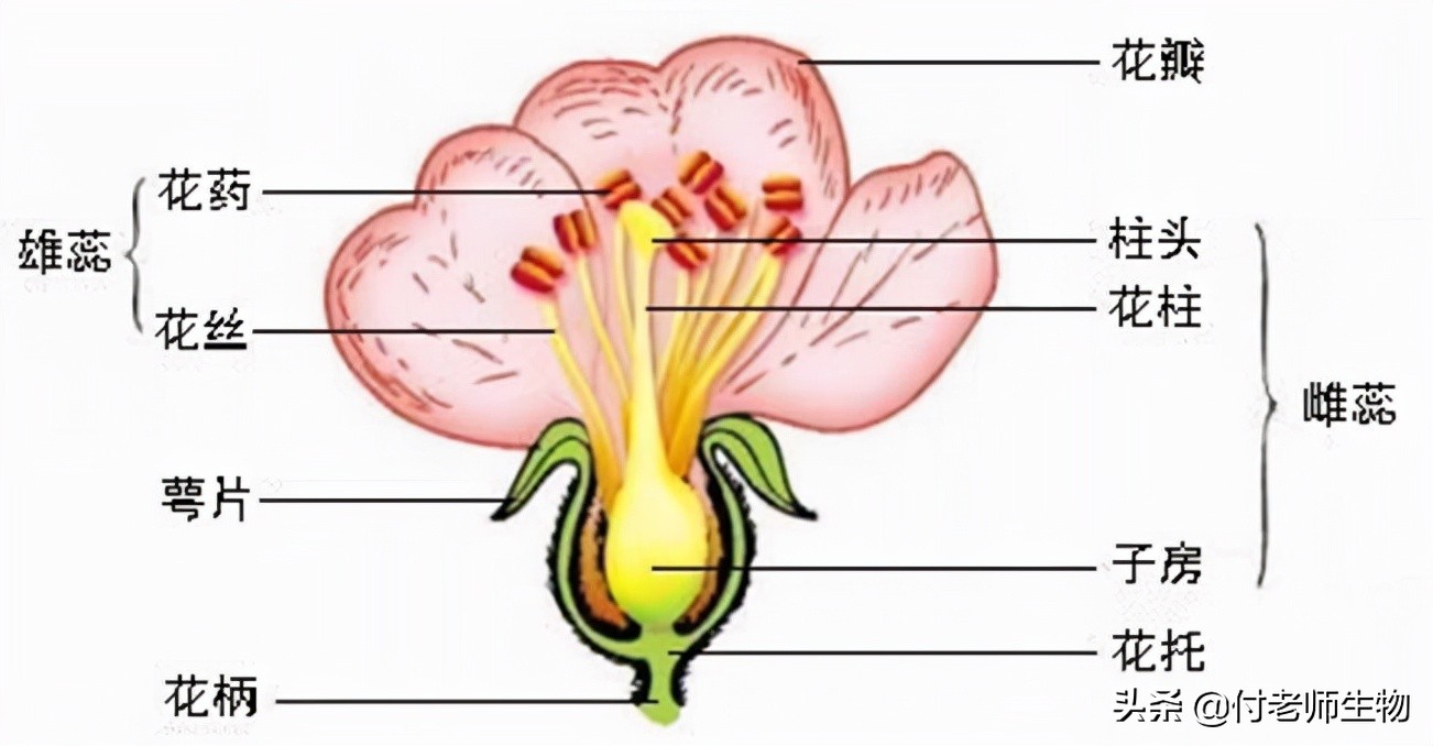 初中生物七年级上册人教版,初中生物七年级上册实验视频