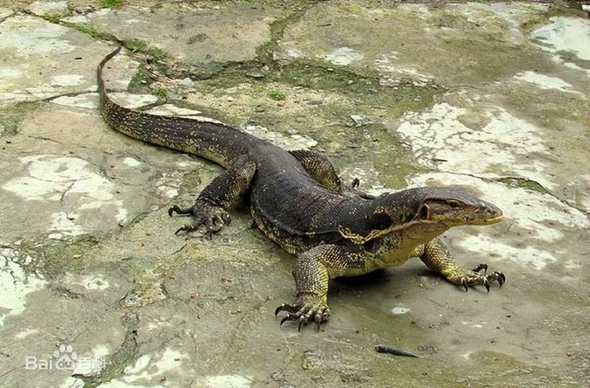 真正的丛林美食有哪些,硬核知识大全100个