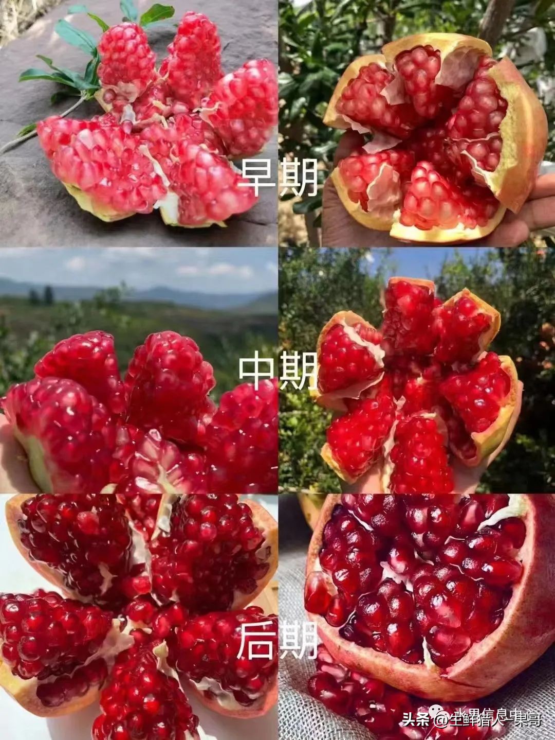 软籽石榴的正确打开方法,多好的软籽石榴