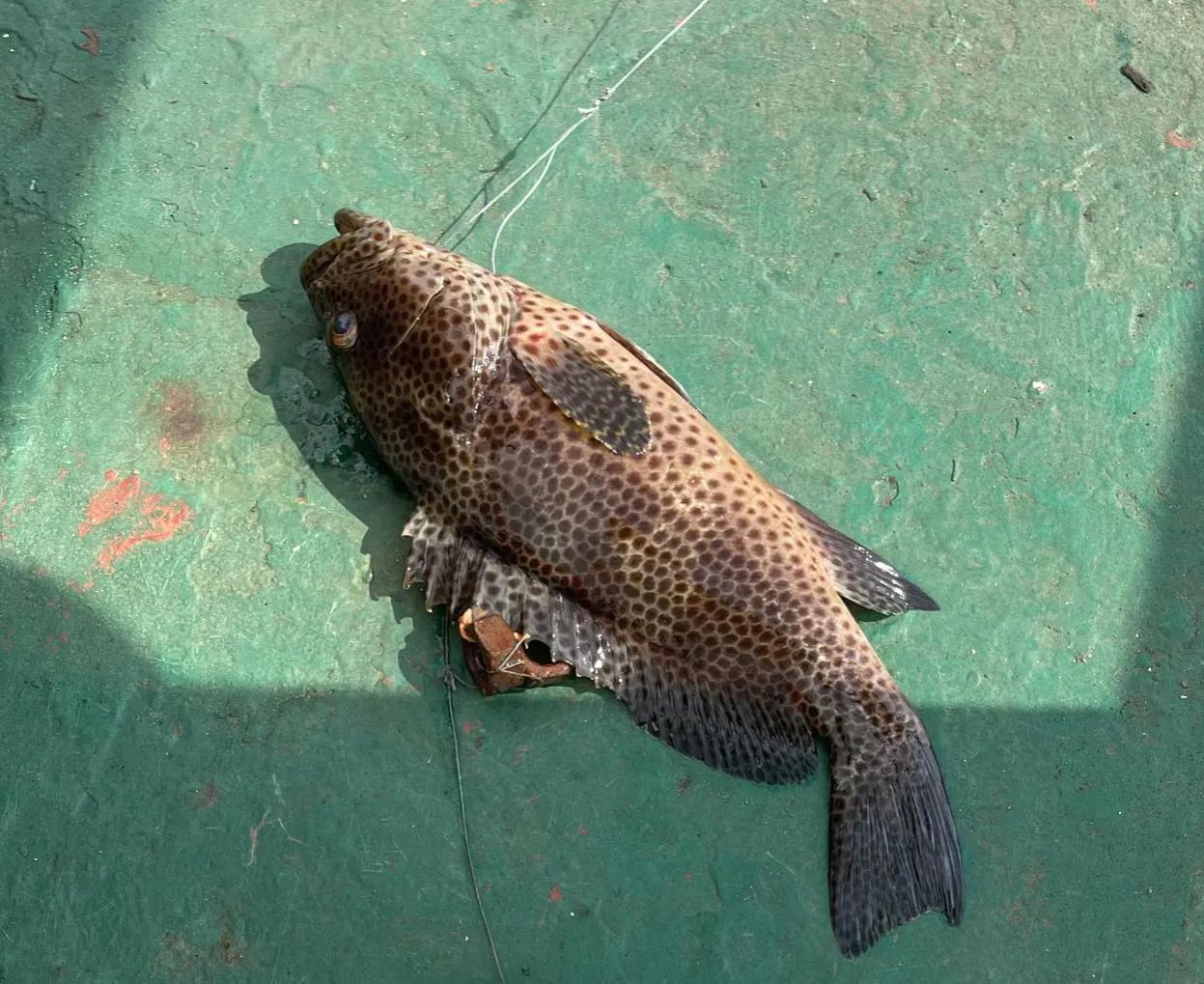 跑船钓鱼,跑船人的乐趣