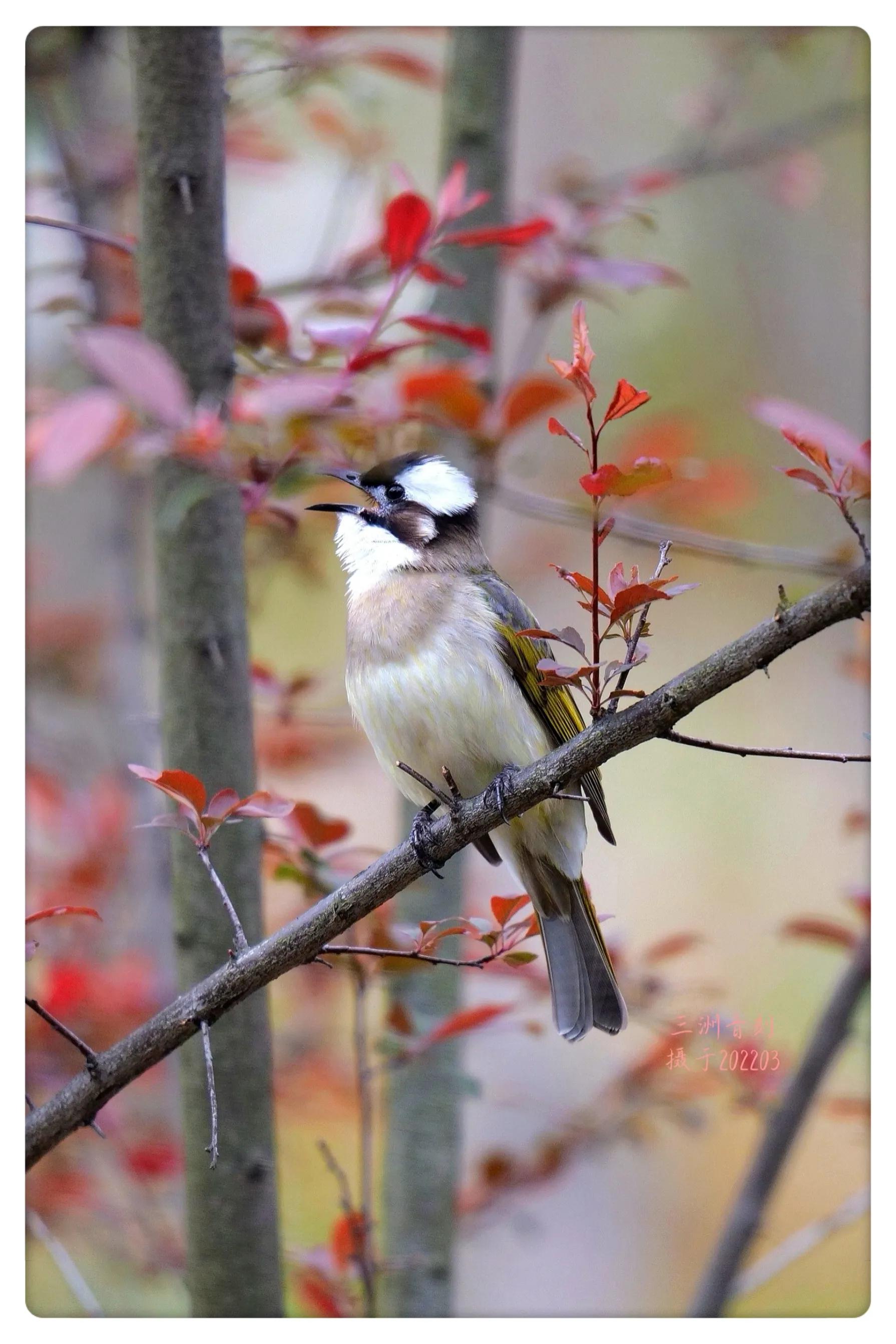 上海国际汽车城安亭,上海安亭国际汽车城