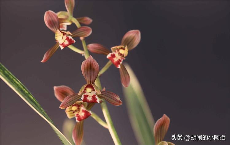 兰花名贵好养的品种大全,最高贵最好养的兰花