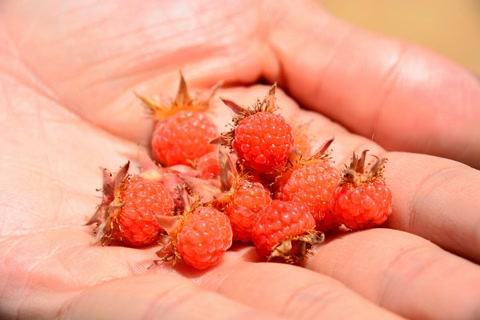 盘点农村常见的几种野果子,常见的21种野果子