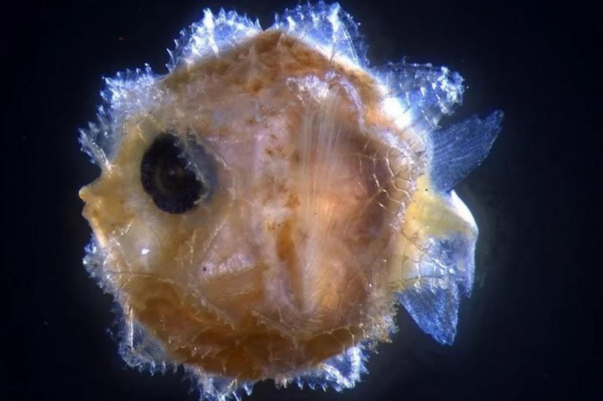 海洋里翻车鱼被吃了一半还能活吗,海中自助餐