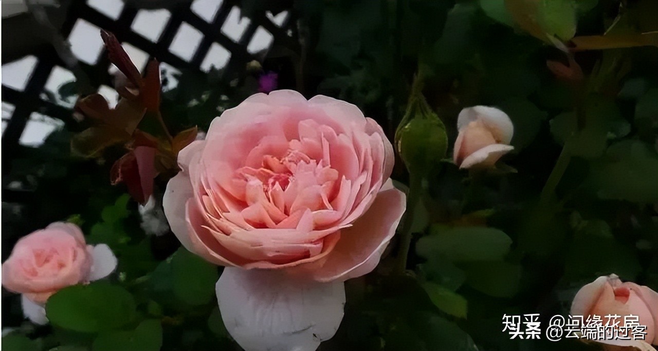 1到99朵玫瑰的含义图片,1到99朵玫瑰花语是什么